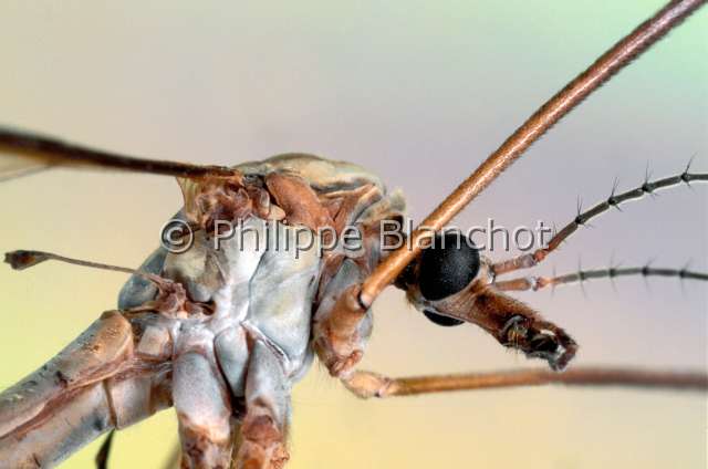Tipula oleracera.JPG - in "Portraits d'insectes" ed. SeuilTipula oleraceraTipule potagereMarch crane flyDipteraTipulidaeFrance